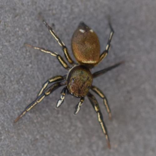 Réf. 340 582 : Heliophanus aeneus